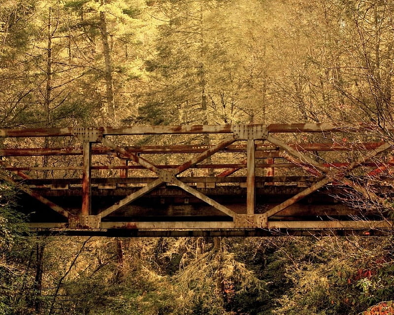 a bridge in the forest, architecture, fall, autumn, graphy, bridge, nature, trees, manmade, HD wallpaper