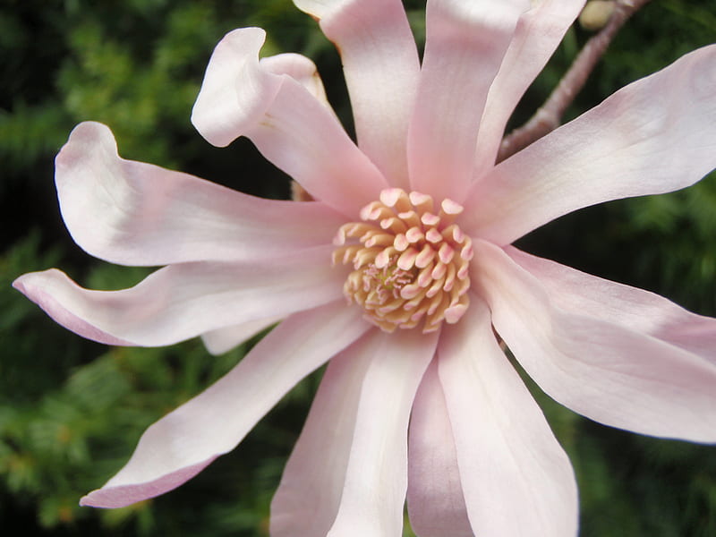 magnolia closeup, zoom, magnolia, tree, flower, pink, HD wallpaper