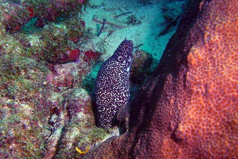 spotted moray eel, reef, coral, moray, eel, HD wallpaper
