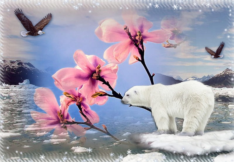 Looking out for spring, egles, snow, blue skye, bear, spring blossom, HD wallpaper