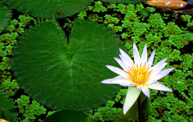 Lotus, delightful, phytoplankton, lotus leaf, elegant, HD wallpaper
