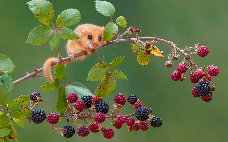 Garden mouse, red, branch, cute, green, berry, mouse, pars, garden, rodent, HD wallpaper