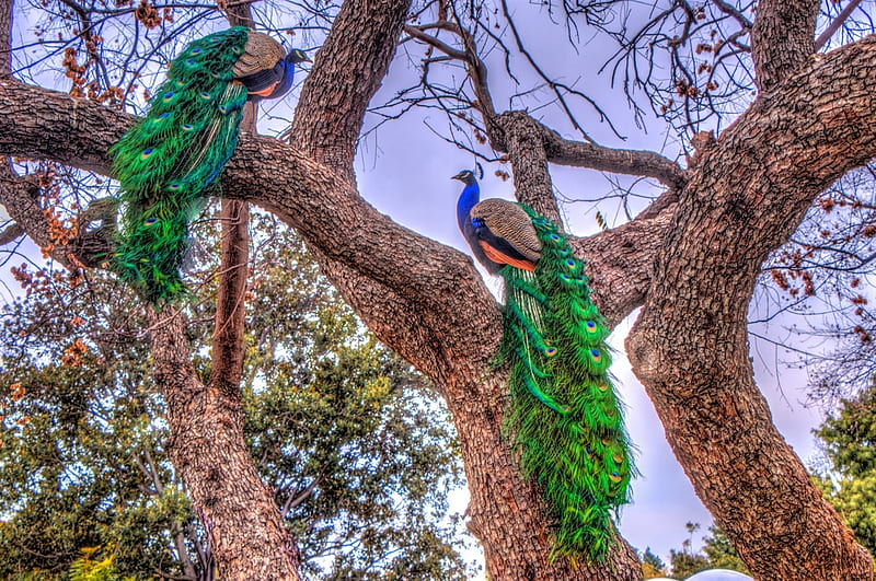 Two Peacocks in a Tree, Trees, Nature, Birds, Peacocks, HD wallpaper