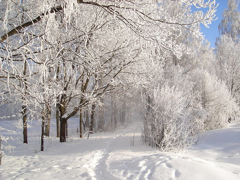 Winter fairytale, path, trees, snow, winter, HD wallpaper | Peakpx