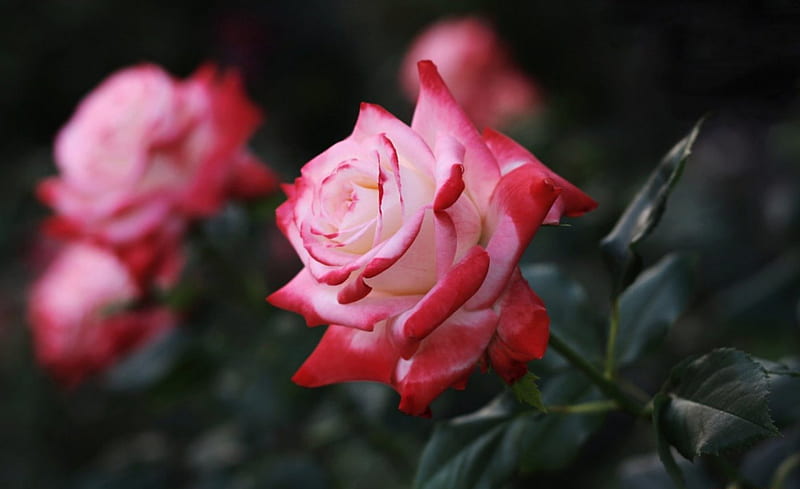 Roses, lovely, flowers, white, pink, sortness, HD wallpaper