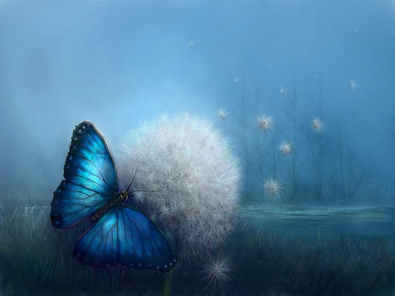 Blue softness, Morpho, dandelion, butterfly, blue, HD wallpaper