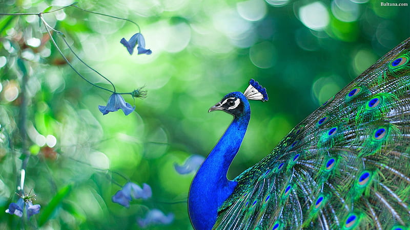 Peacock, butterfly, green, bird, paun, summer, pasari, blue, vara, HD wallpaper