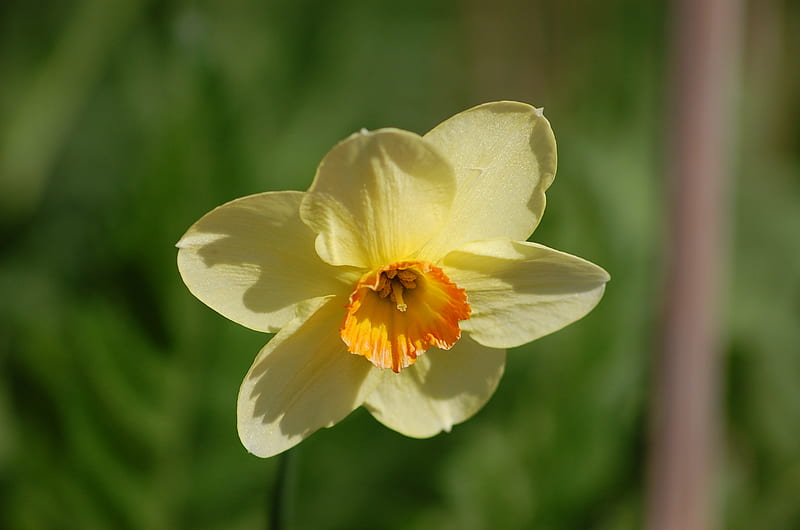 Single narcissus, flower, yellow, narcissus, spring, HD wallpaper