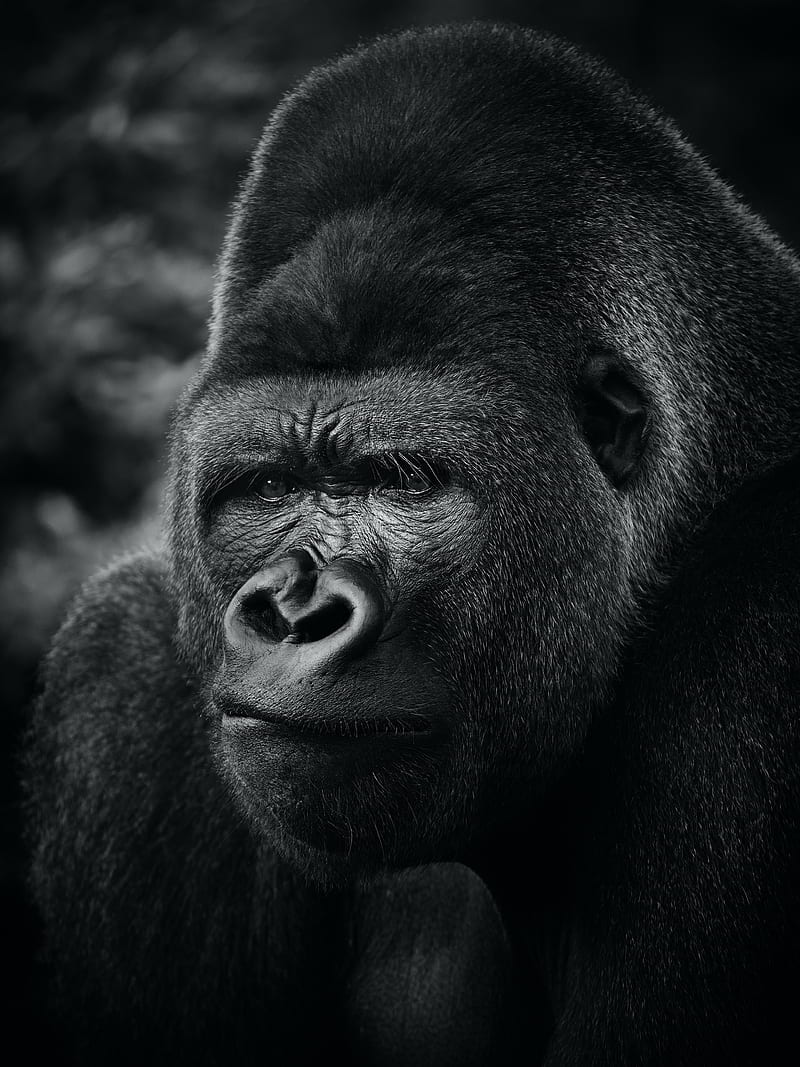 gorilla, primate, animal, black, HD phone wallpaper