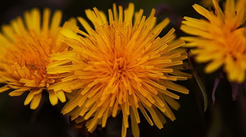 Common Dandelion Ultra, Nature, Flowers, Yellow, Dandelion, Macro, Common, HD wallpaper