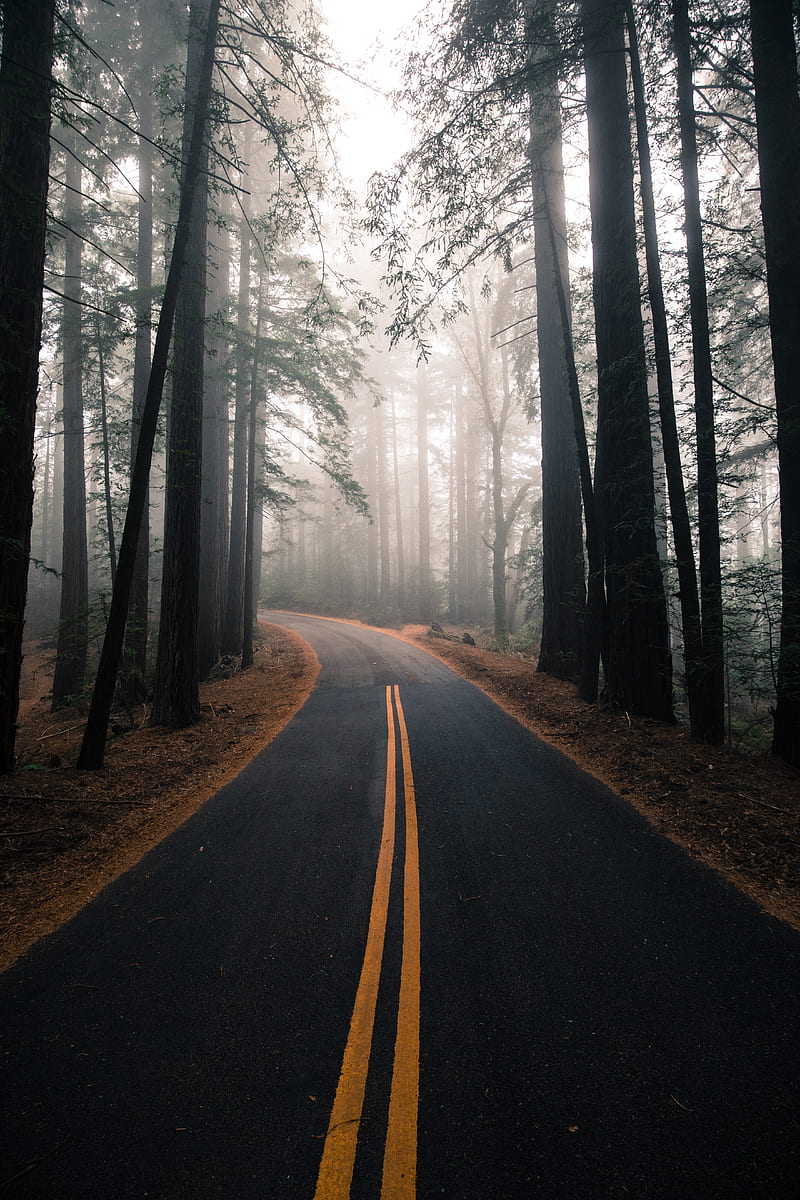 forest, trees, fog, road, Nature, HD phone wallpaper