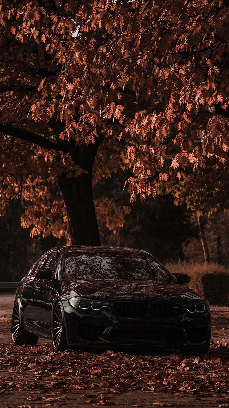 Hidden in the leaves, bmw, black, car, supercar sports, america, new, autumn, m5, HD phone wallpaper