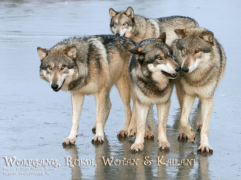 Four Brothers, timber wolf, wolf pack, water, ice, nature, wolves, grey wolves, animals, dogs, HD wallpaper
