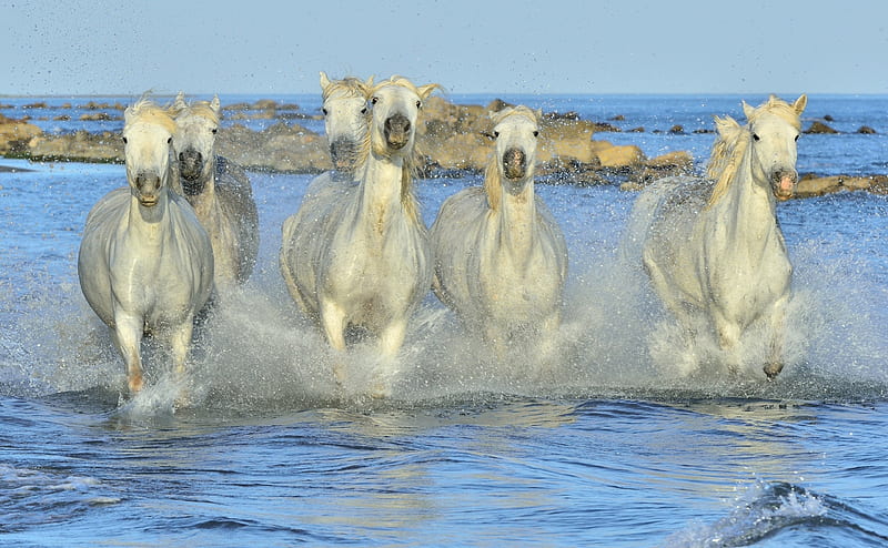 Horses, vara, water, summer, running, white, horse, animal, blue, HD wallpaper