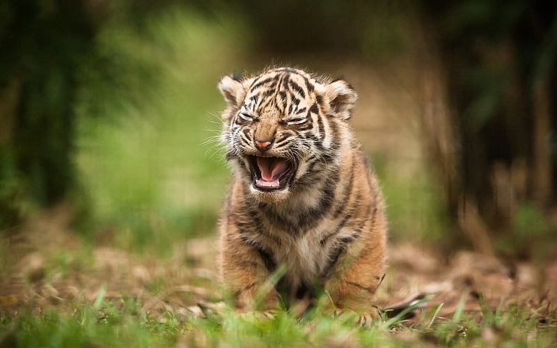Cachorro de tigre de vida silvestre, tigres, vida silvestre, naturaleza,  cachorros, Fondo de pantalla HD | Peakpx