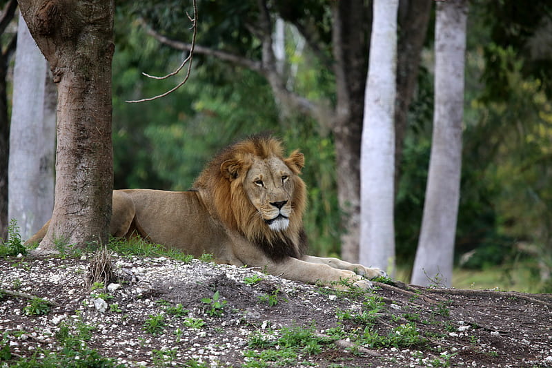lion, big cat, king of beasts, trees, HD wallpaper