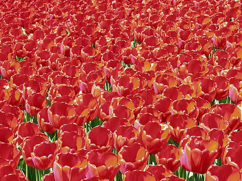 Tulip art, red, spring, tulips, tulip, vector, HD wallpaper