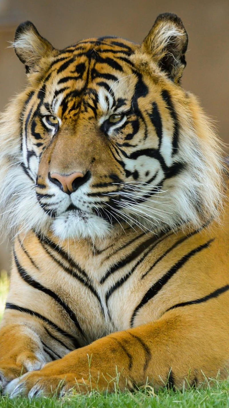 Tiger, angry, HD phone wallpaper