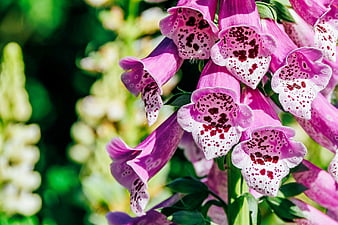 HD foxgloves wallpapers | Peakpx