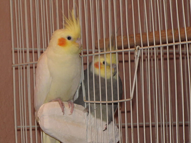 lovely couple, cockatiels, cage, birds, yellow, pets, couple, HD wallpaper