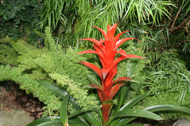 Flowers day at Edmonton Pyramids 48, red, graphy, green, Bromeliads, garden, Flowers, HD wallpaper
