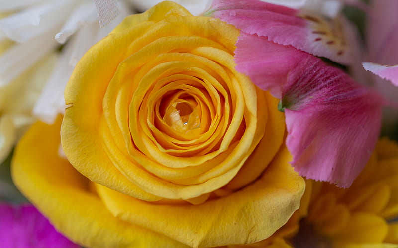 yellow rose, rosebud, yellow flower, roses, background with yellow rose, HD wallpaper