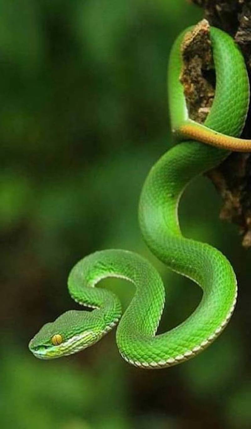 Wallpaper green snake eyes scales images for desktop section животные   download