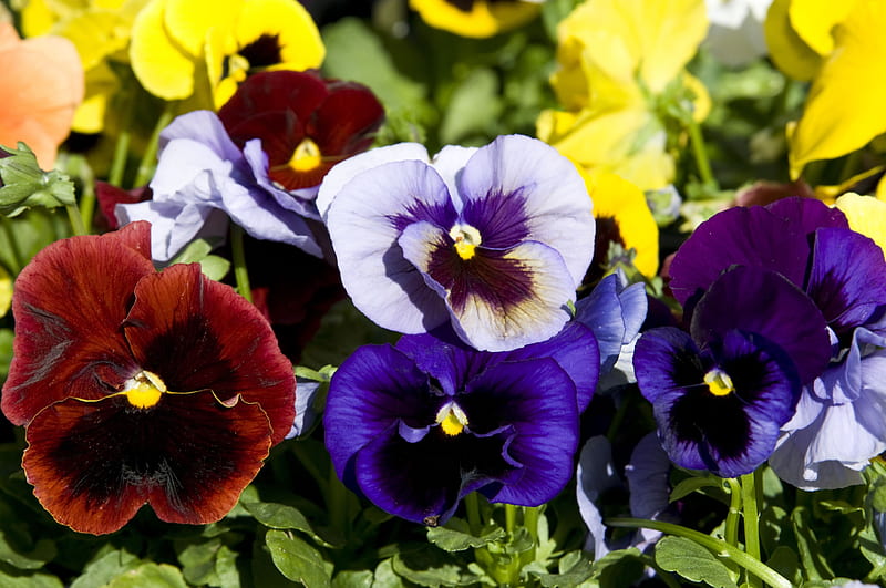 Multicolored Pansies, red, pansies, flowers, yellow, nature, blue, HD wallpaper