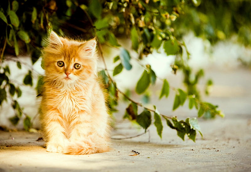 Pretty Girl, feline, leaves, orange tabby, cat, kitten, HD wallpaper