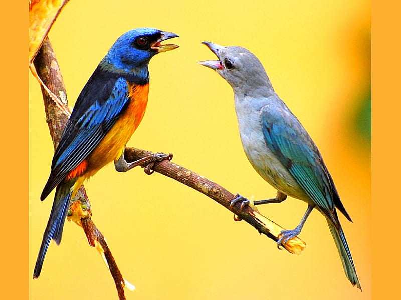 Singing Birds