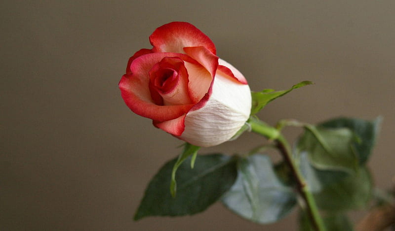 Red-trimmed Rosebud F5Cmp, romance, floral, still life, graphy, love, wide screen, flower, beauty, HD wallpaper