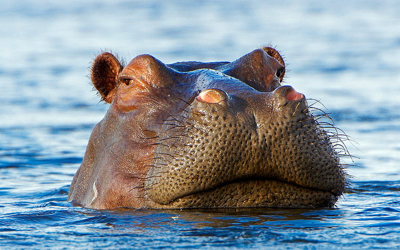 hippopotamus, lake, looking out of the water head, wildlife, Africa, wild animals, hippo, HD wallpaper