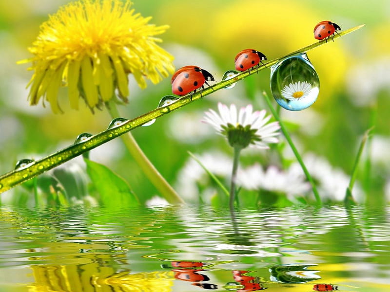 Lady bugs, water, marco, bugs, flowers, drops, reflection, insects, HD wallpaper