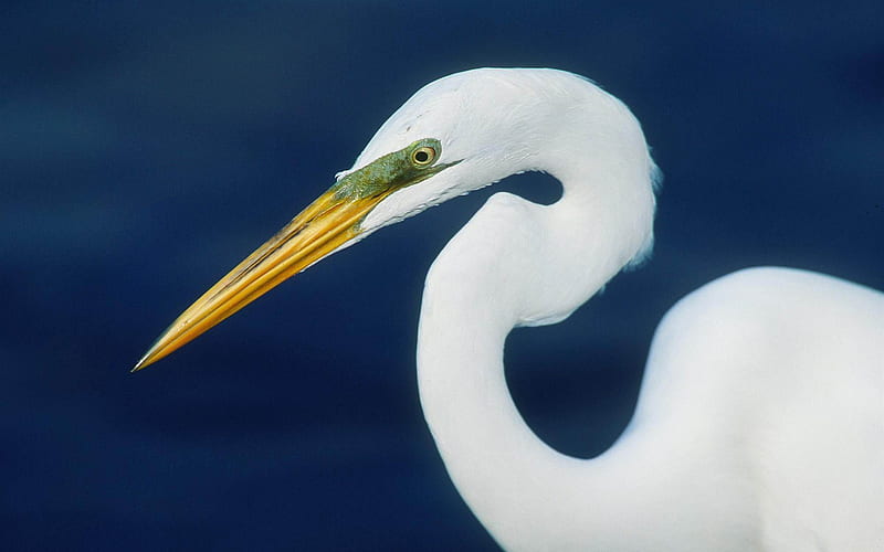 perfect form egret-bird theme, HD wallpaper