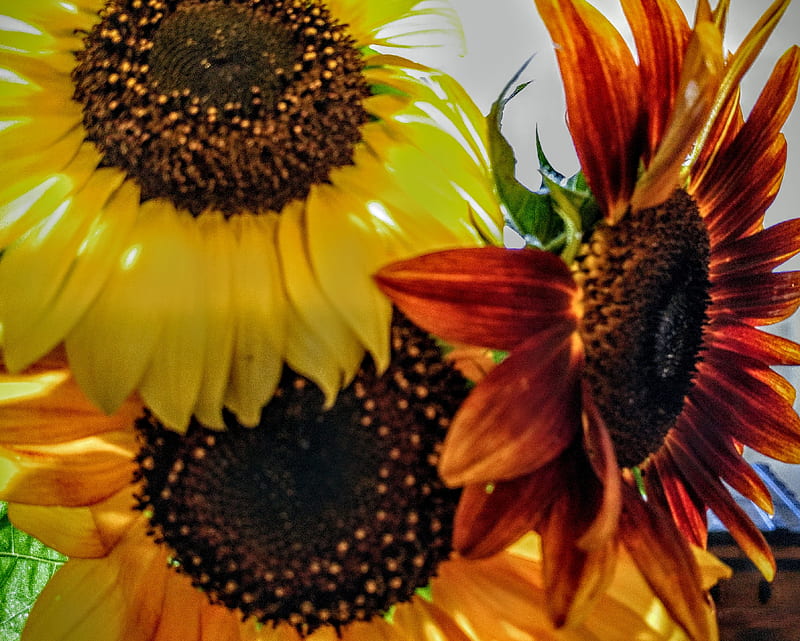 Sunflowers, flowers, sunny, flower, bonito, floral, sunshine, HD ...
