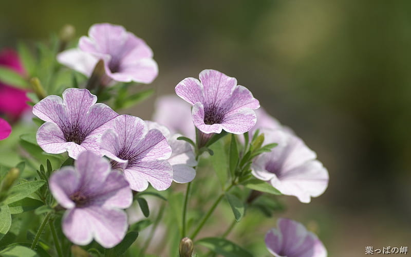 Soft Purple, Leaves, Purple, Flowers, Nature, Petals, Stem, HD