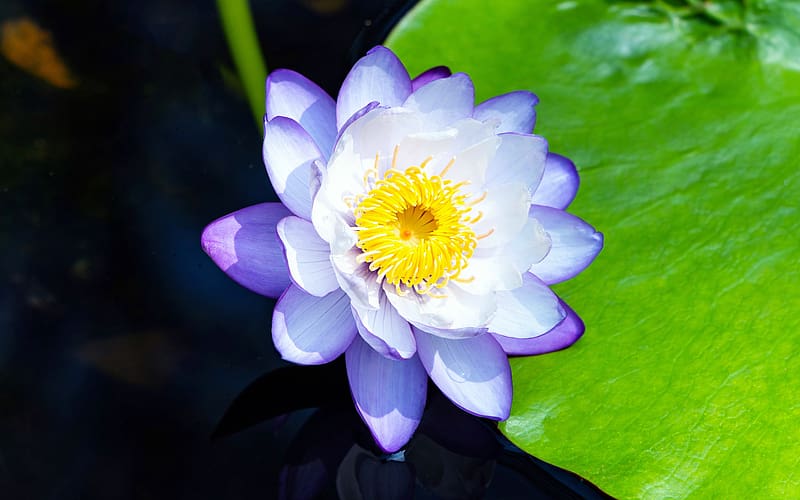 Purple Water lily Bloom 2024 Summer Flowers, HD wallpaper