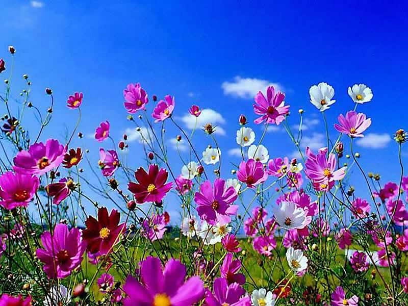 meadow flowers, flowers, color, meadow, HD wallpaper