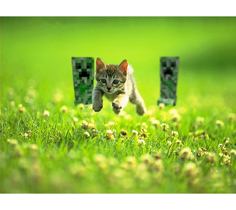 Creepers and cats, minecraft, HD wallpaper