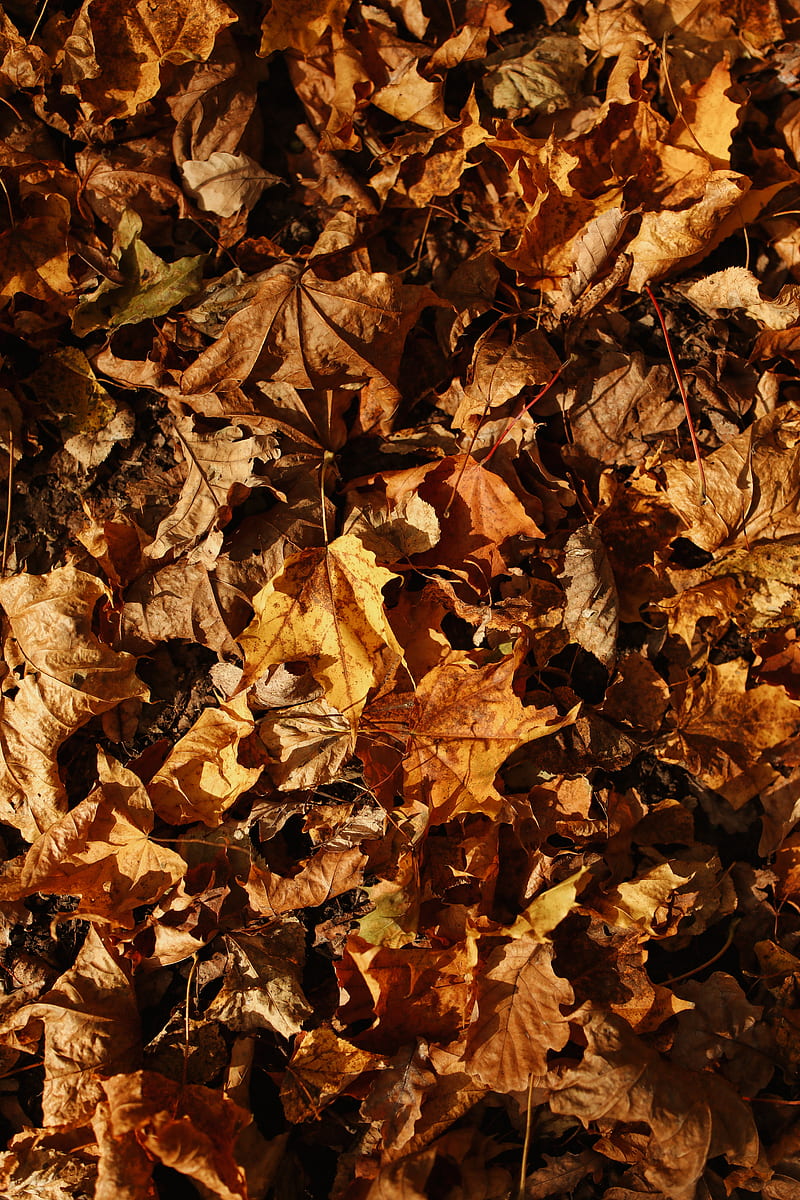 Brown Dried Leaves on Ground, HD phone wallpaper