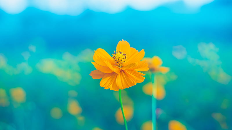 Yellow Flowers In Blur Blue Background Flowers, HD wallpaper