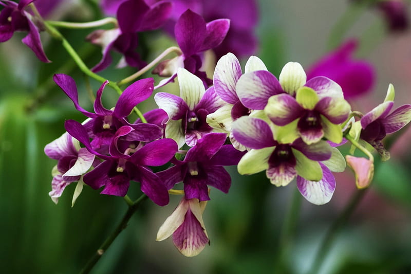 Exotic Orchid, exotic, purple, orchid, flowers, bonito, HD wallpaper