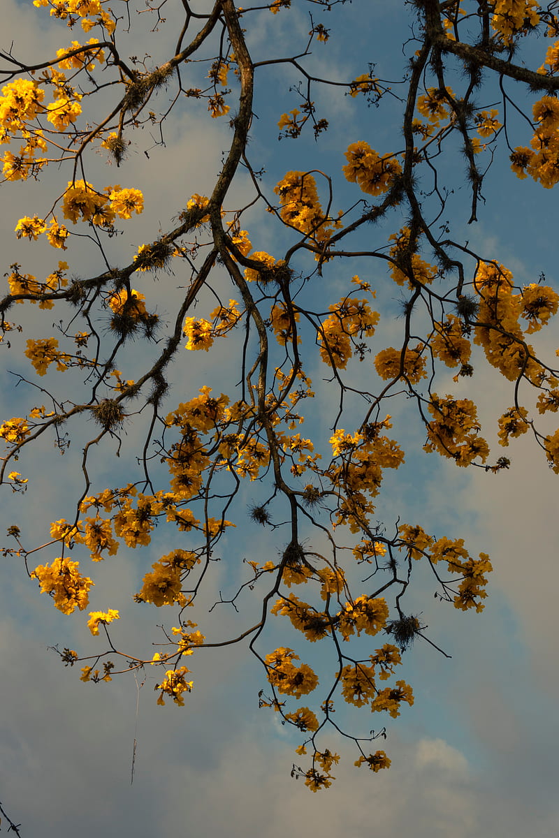 branches, flowers, yellow, tree, plan, HD phone wallpaper