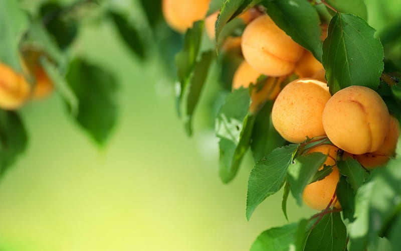 Apricots, orange, food, yellow, branch, sweet, dessert, leaf, fruit, green, apricot, HD wallpaper