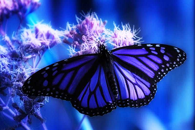 black and blue butterflies