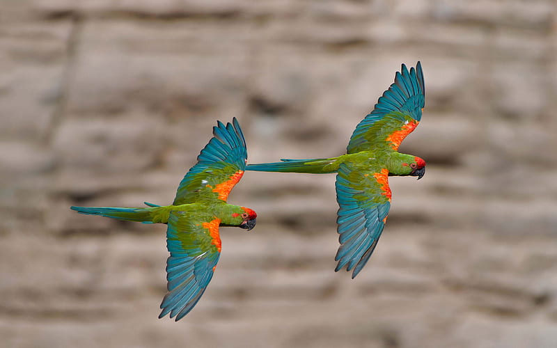 Red-fronted macaw, macaw pair, parrot pair, beautiful birds, macaw, Bolivia, HD wallpaper
