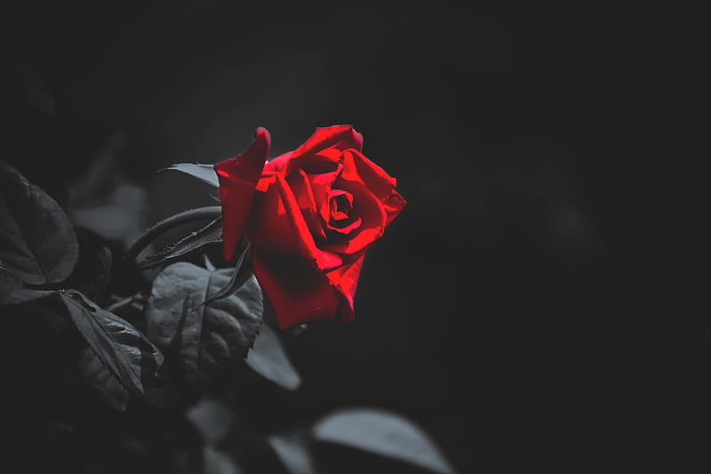 shallow focus of red flowers, HD wallpaper