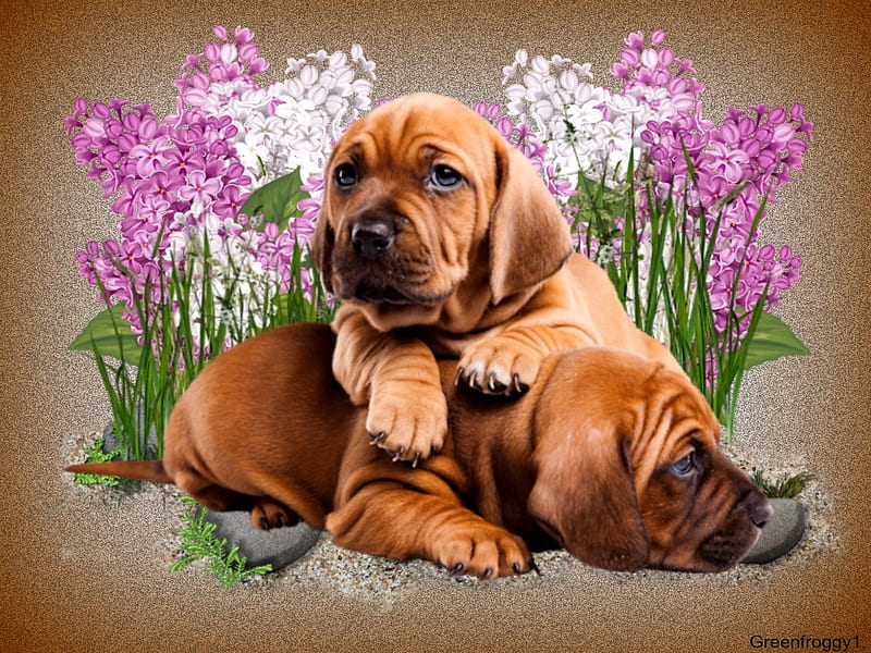 TWO CUTE PUPPIES, PUPPIES, CUTE, TWO, HD wallpaper