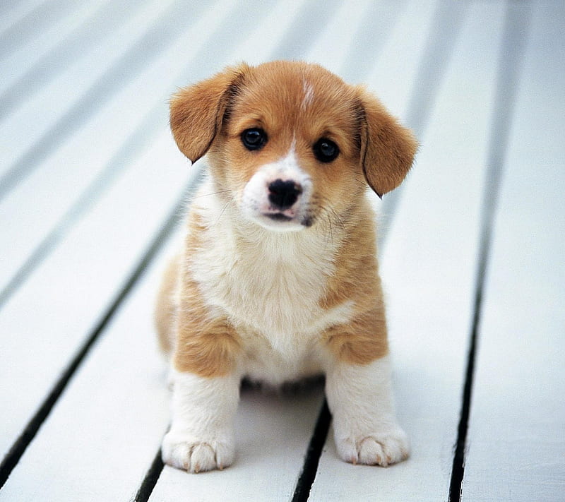 cute pup 2, puppy, HD wallpaper