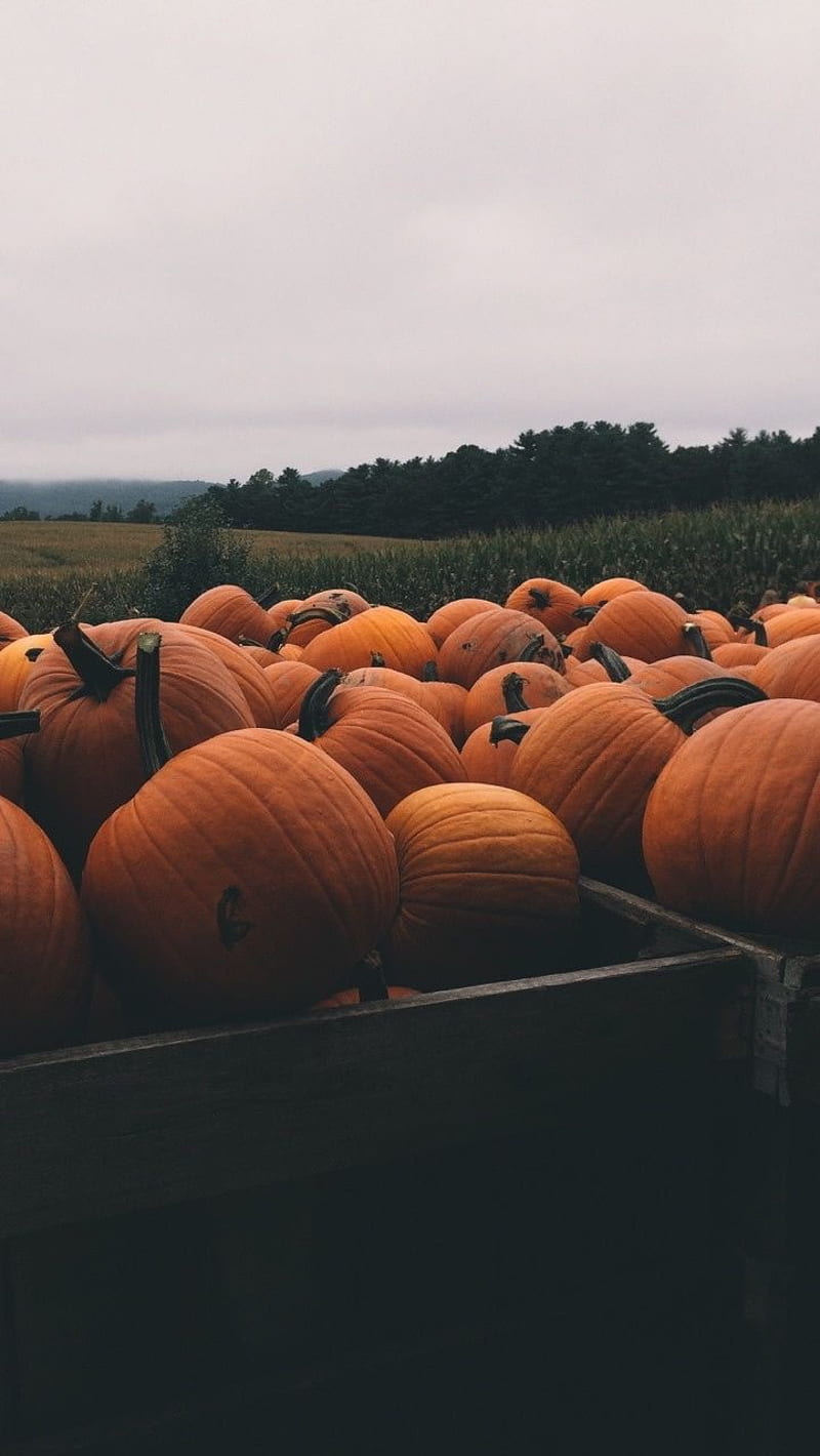 Pumpkins, halloween, fall, autumn, patch, HD phone wallpaper